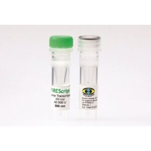 Reverse Trancription