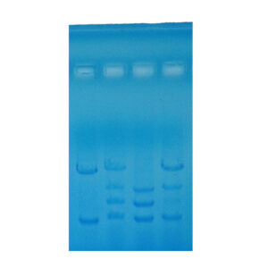 Paternity Testing - Electrophoresis Education kit