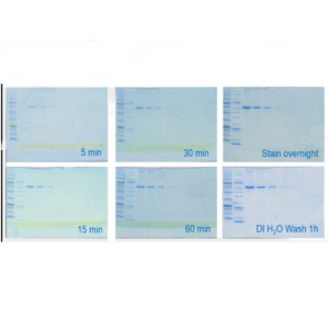 EZEE UltraBlue protein staining solution, 500ml