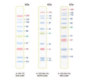 Blue Ultra Pre-stained Protein Ladder (6.5 to 270 kDa)