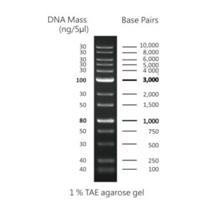 1Kb PLUS DNA ladder, 100-10Kb