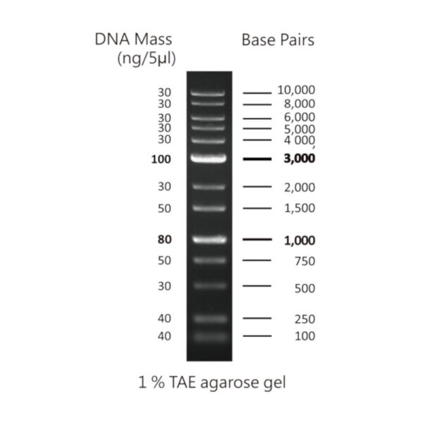 CSL-MDNA-1.WEB.jpg