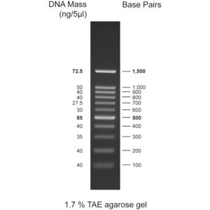 100bp DNA ladder, 100-1500bp