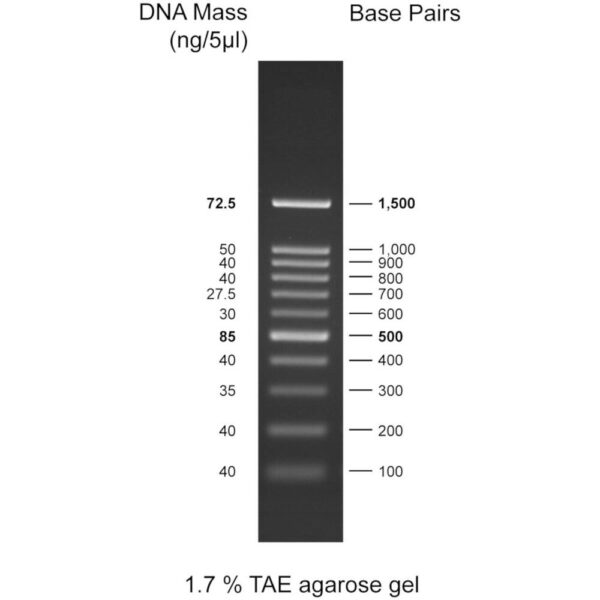 CSL-MDNA-2.WEB.jpg