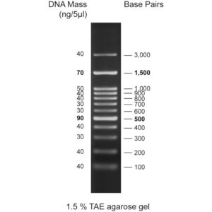 100bp DNA ladder, 100-3000bp