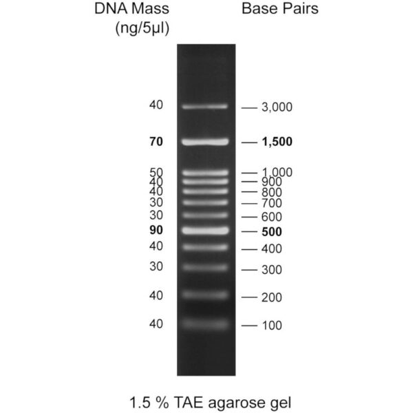 CSL-MDNA-3.WEB.jpg