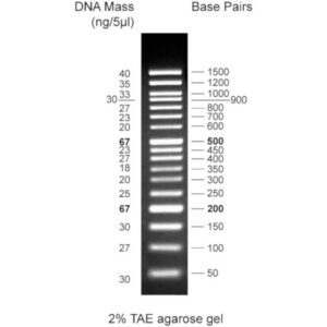 50bp DNA ladder, 50-1500bp