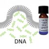 Fuse-It-DNA for DNA Transfection