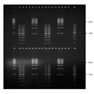 1% Agarose, 1X TAE, 2(16+2), Long, 11.7(w) x 11.7(l) cm, EtBr, 5 gels/Box