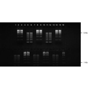 1% Agarose, 1X TAE, 16+2, Landscape, 11.7(w) x 5.6(l)cm, EtBr, 10 gels/Box