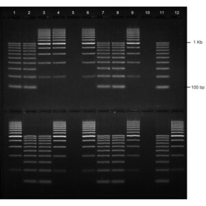 0.8% Agarose, 1X TAE, 2(12+1), Long, 11.7(w) x 11.7(l) cm, EtBr, 5 gels/Box