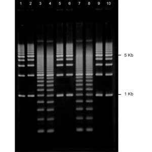 1% Agarose, 1X TAE, 10, Portrait, 6.5(w) x 9.5(l)cm, EtBr, 10 gels/Box