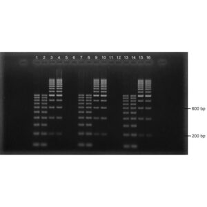 3% Agarose, 1X TBE, 16+2, Landscape, 11.7(w) x 5.6(l)cm, No Stain, 10 gels/Box