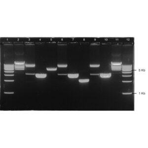 1% Agarose, 1X TAE, 12+1, Landscape, 11.7(w) x 5.6(l) cm, GelGreen, 10 gels/Box