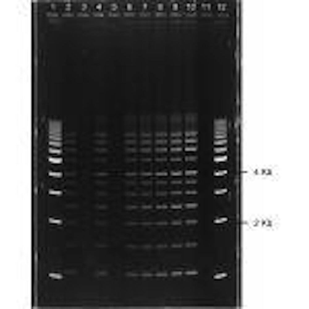CREATOR: Gd Jpeg V1.0 (using IJG JPEG V80), Quality = 80