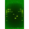 1% Agarose, 1X TAE, 10, Portrait, 6.5(w) x 9.5(l) cm, GelGreen, 10 gels/Box