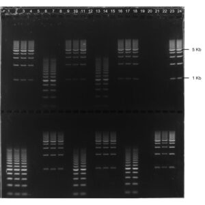 2% Agarose, 1X TBE, 2(24+1), Long, 11.7(w) x 11.7(l) cm, GelGreen, 5 gels/Box