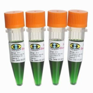 Hot-Start PCR Polymerases