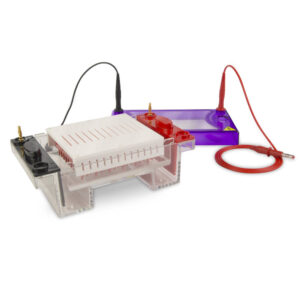 multiSUB MIDI96, 96 well electrophoresis system - multiSUB MIDI96 with 1.5 mm thick combs with 1 marker lane