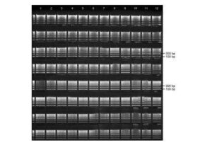 Precast Agarose Gels