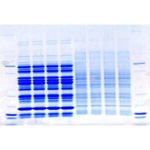 Precast Tris-Glycine For Proteins (Gradient)