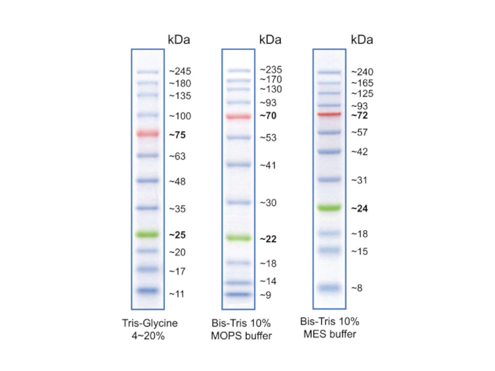Ladders And Dyes Vertical Protein Electrophoresis Reagents Chemicals 1