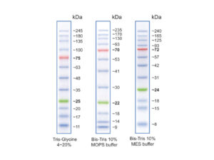Vertical Protein Electrophoresis Reagents Chemicals 1