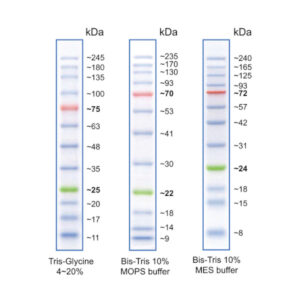 Vertical Protein Electrophoresis