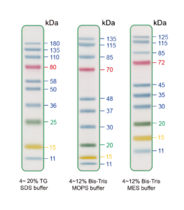 EZEE-10, 10 Pre-stianed Proteins with molecular weights from 11 to 180 kDa 1x500ul vial