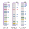 EZEE-13, 13 Pre-stained Proteins with 5-colour molecular weights from 5 to 250 kDa 1x500ul vial