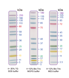 EZEE-13, 13 Pre-stained Proteins with 5-colour molecular weights from 5 to 250 kDa 1x500ul vial