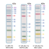EZEE-11, 11 Pre-stianed Proteins with molecular weights from 11 to 250 kDa 1x500ul vial